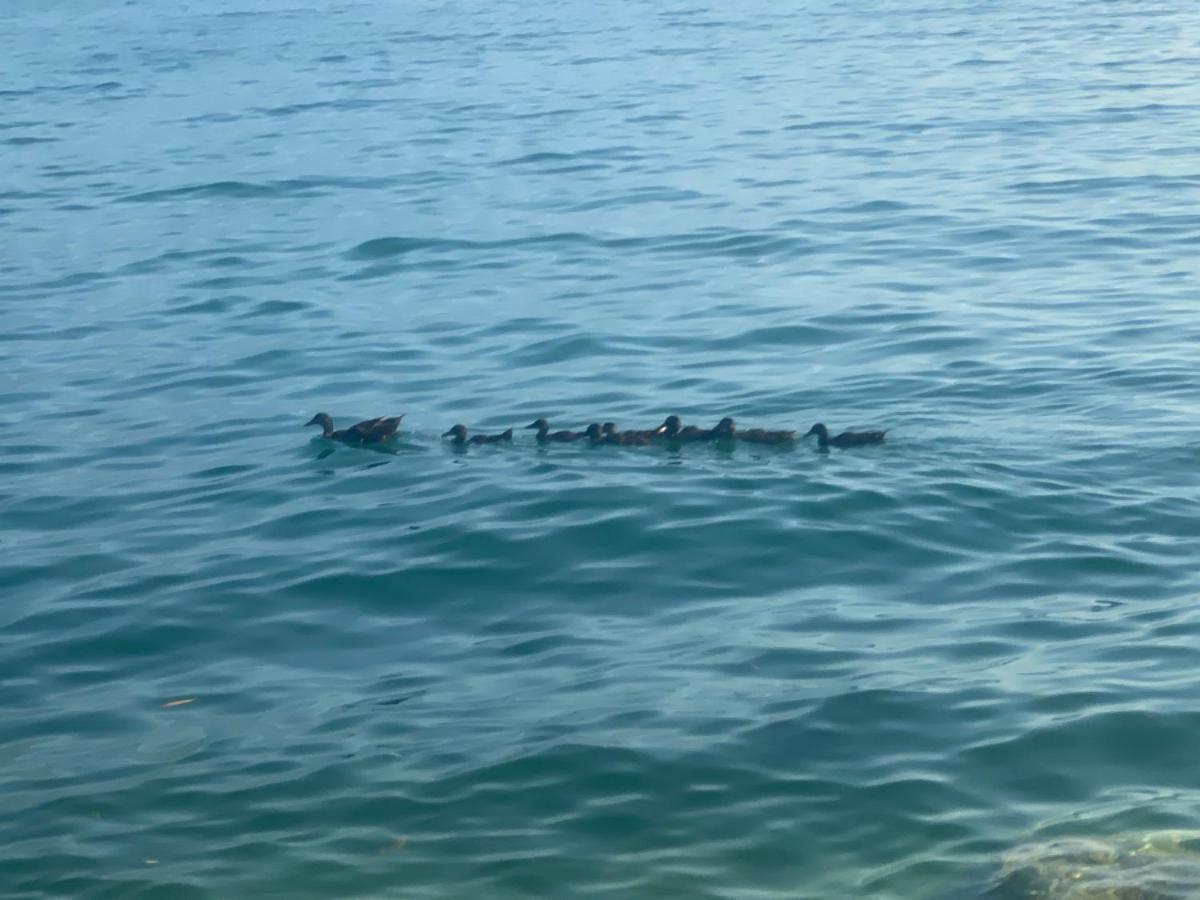 10 Minuti Dal Lago Di Garda E Da Gardaland Кастельнуово-дель-Гарда Экстерьер фото